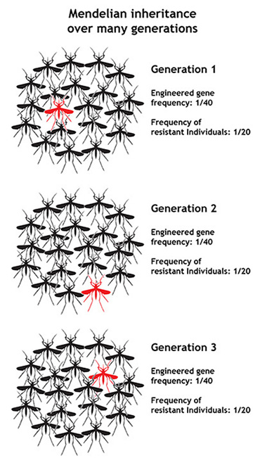 Mendelian inheritance over 3 generations. Engineered gene frequency remains 1/40 throughout all three generations. Frequency of resistant individuals also remains 1/20 for each generation. 