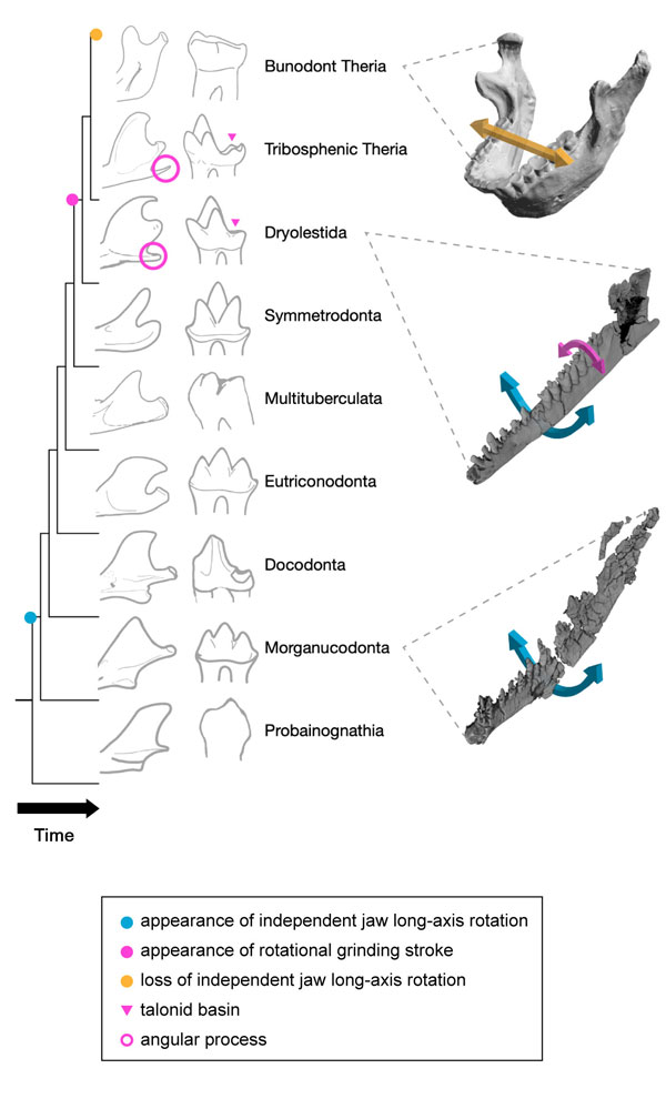 Evolution of mammalian chewing, showing backs of jaws (left) and teeth (right) of different groups. 