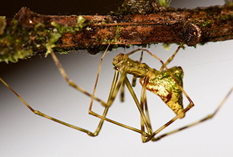 Mottled Molakai spider