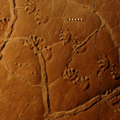 A fossil trackway created by Orobates pabsti.