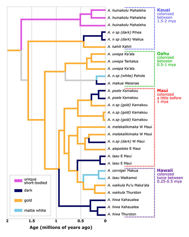 Phylogenetic tree showing the adaptive radiation of Hawaiian stick spiders. The colored branches indicate that the same camouflage patterns have evolved again and again as the spiders invaded new islands.