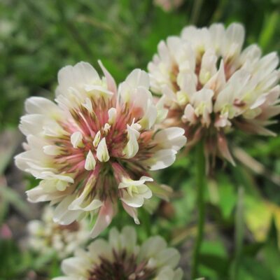 Trifolium repens, commonly known as White Clover or Dutch Clover.