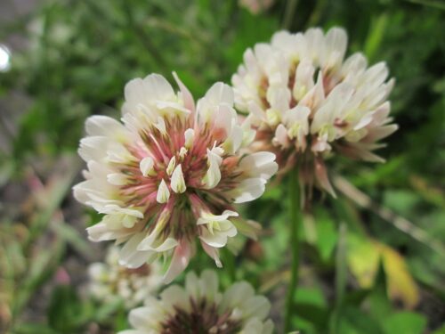 Trifolium repens, commonly known as White Clover or Dutch Clover. 