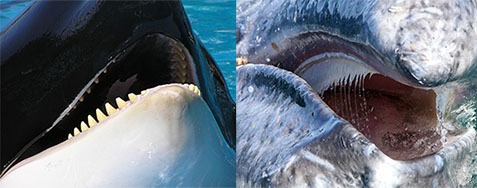 blue whales teeth