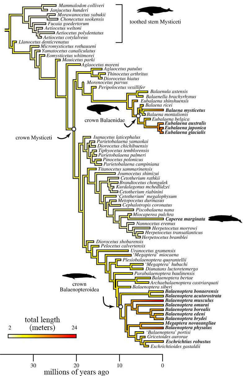 Species tree detailing whale evolution.