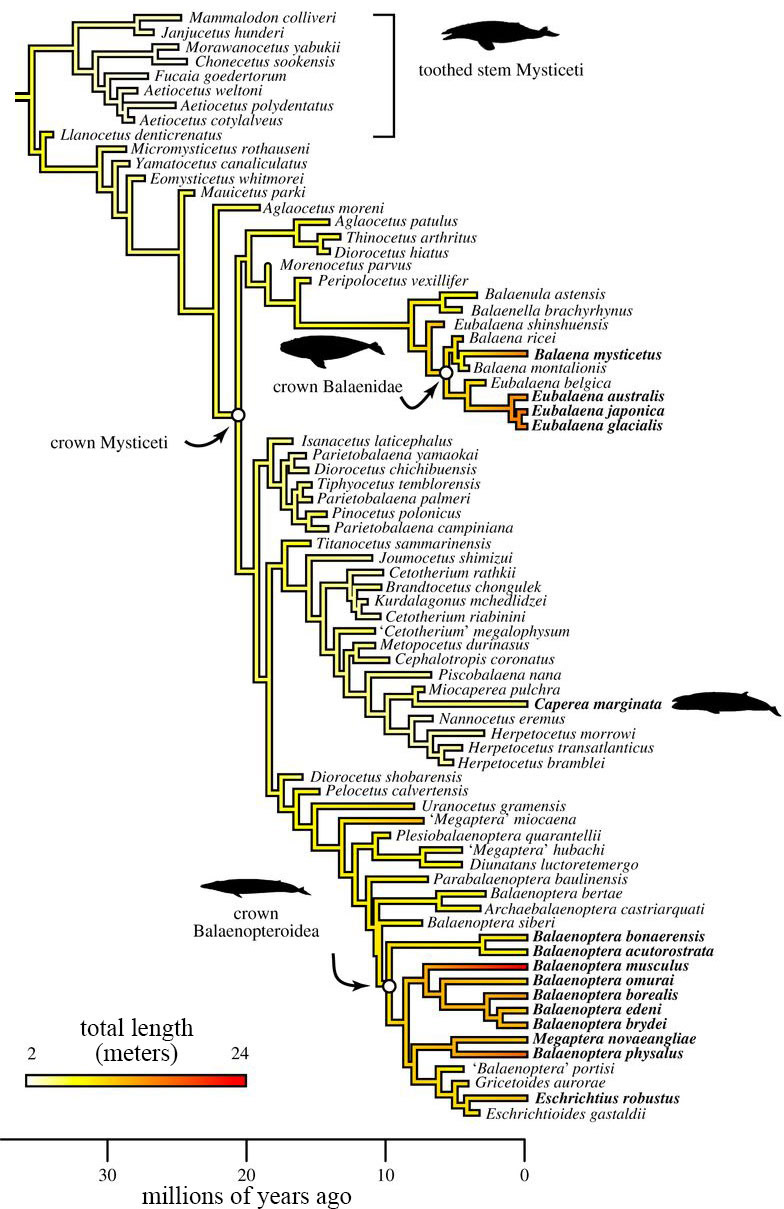 Frontiers  Characteristics of Whale Müller Glia in Primary and  Immortalized Cultures