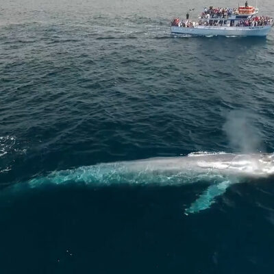 Photo of biggest Blue Whale ever spotted in ocean with a boat in background.