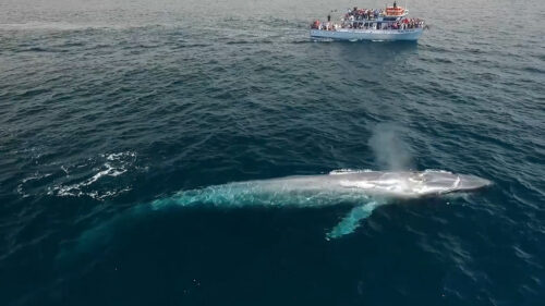 Photo of biggest Blue Whale ever spotted in ocean with a boat in background.