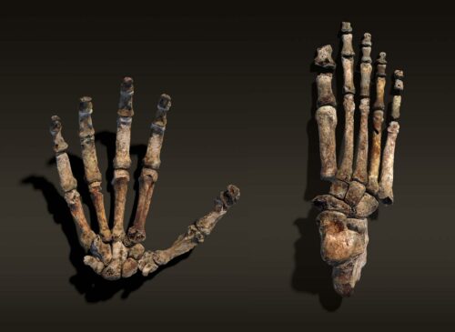 A life-size rendering of H. naledi's hand and foot.