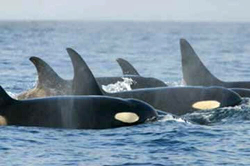 A pod of orcas surfacing.