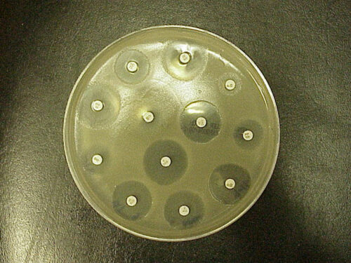 Thin wafers containing antibiotic have been placed on an agar plate growing bacteria.