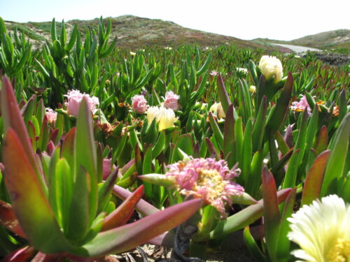 Iceplant (Mesembryanthemum crystallinum)