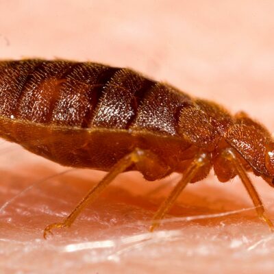 Side view of a bedbug.