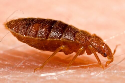 Side view of a bedbug.