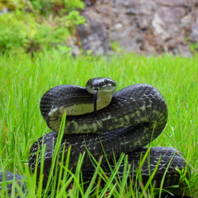 Front view of a black rat snake in the grass poised to strike.