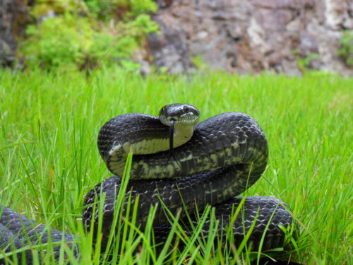Front view of a black rat snake in the grass poised to strike. 