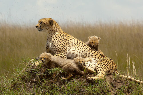 Cheetah and its cubs.