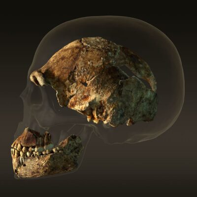 The braincase of a composite male skull of H. naledi.