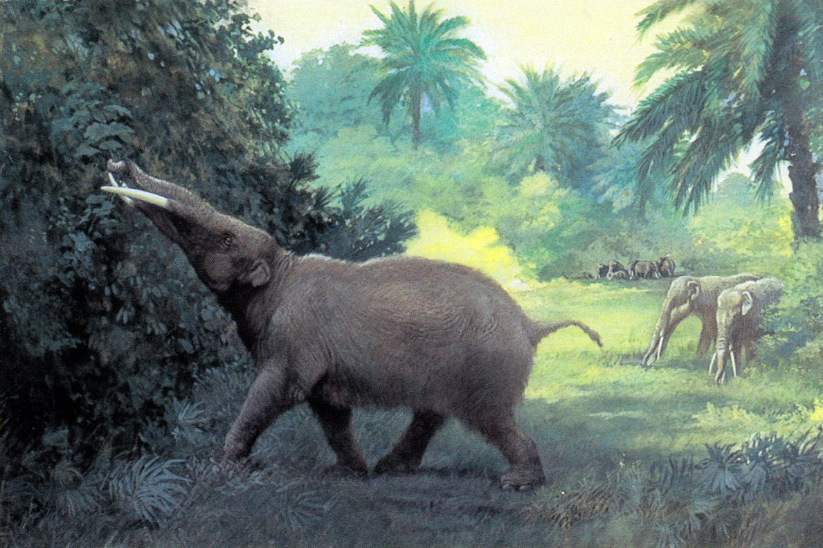 Painting of a gomphothere by Charles Knight. 