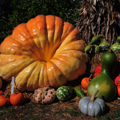 Pumpkins and gourds of various colors, shapes and sizes.