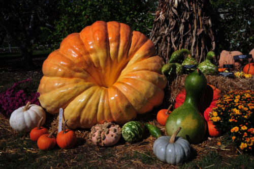 Pumpkins and gourds of various colors, shapes and sizes. 