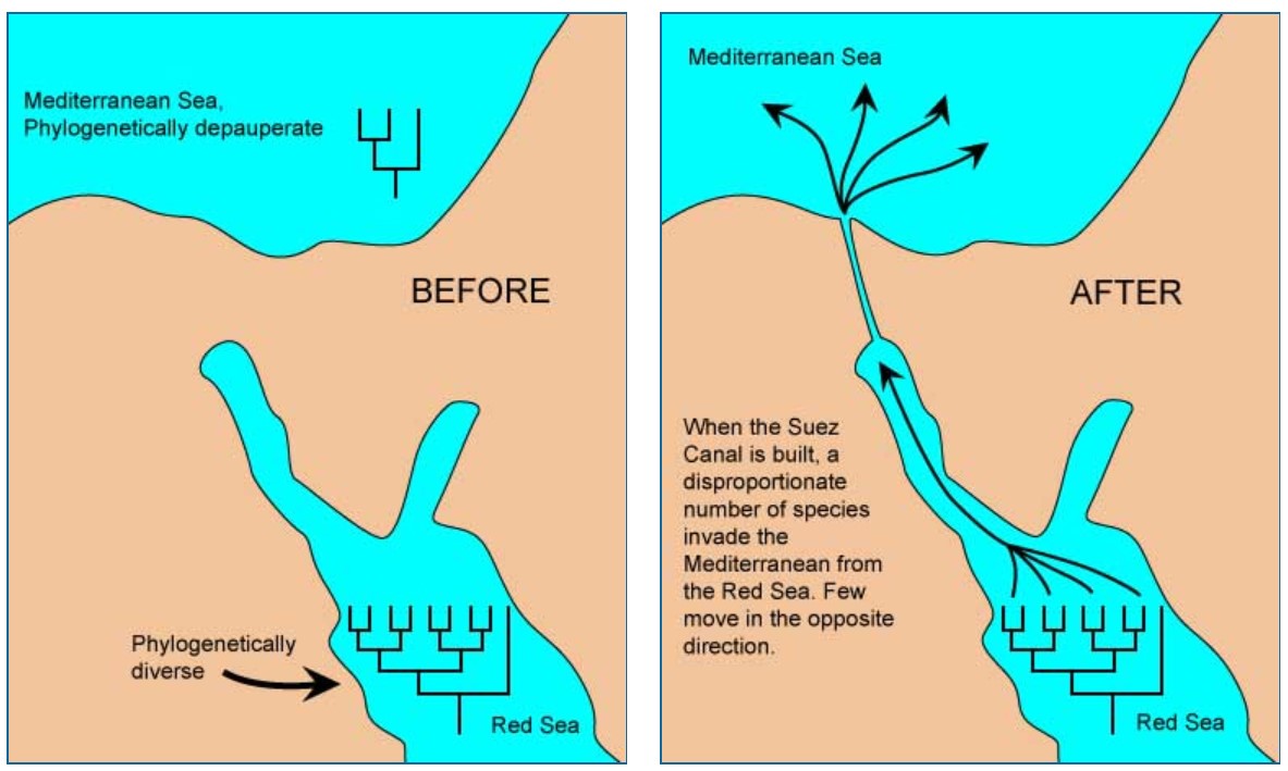An illustration of before the Suez Canal was built (where the Red sea is phylogenetically diverse and the Mediterranean sea is phylogenetically depauperate, and after, where a disproportionate amount of organisms from the Red sea move to the Mediterranean with very little movement in the opposite direction. 