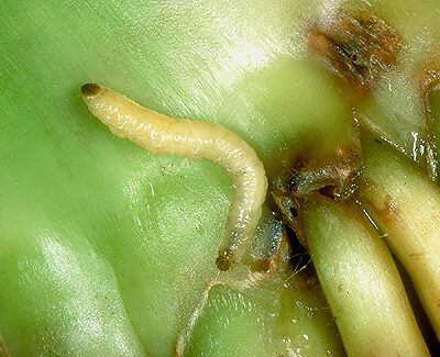The western corn rootworm chews into a plant.