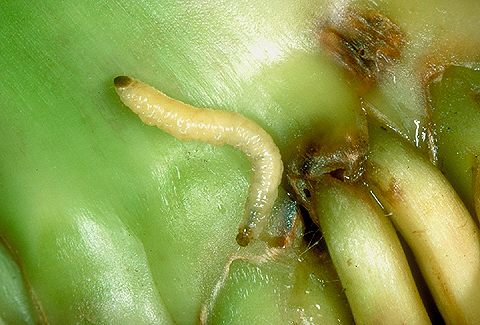 The western corn rootworm chews into a plant.