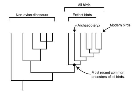 evolutionary tree of avian organisms. 