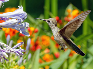 A hummingbird drinks from purple flowers.