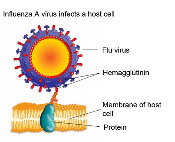 Illustration of Influenza A infecting a host cell.