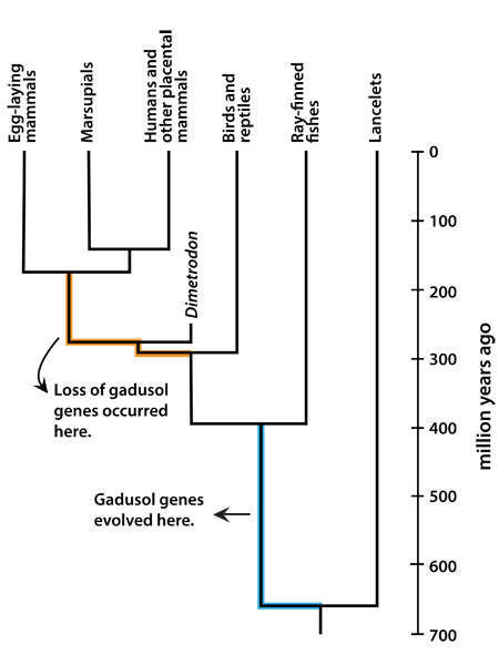 Tree depicting evolution and loss of gadusol genes.