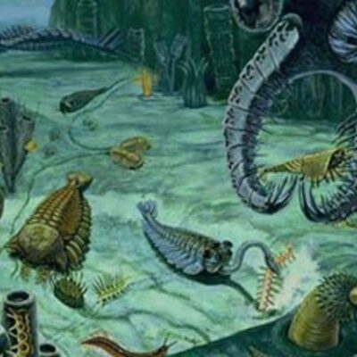 Illustrated depiction of Burgess Shale during Cambrian explosion.