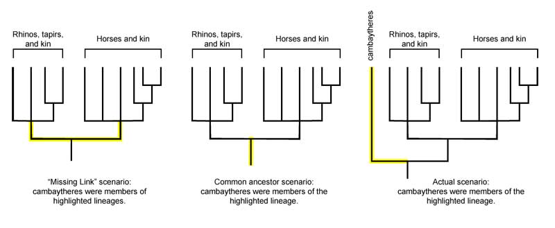 evolutionary tree of tapirs, rhinos and other organism somewhat related 