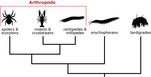Evolutionary tree of arthropods.