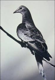 Martha, the last known Passenger Pigeon, died in the Cincinnati Zoo in 1914.