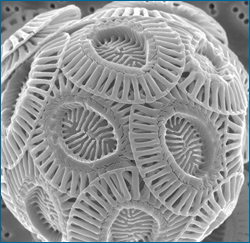 This is a cell of the marine algae Emiliana huxleyi. Its calcium carbonate plate structure is affected by ocean acidification.