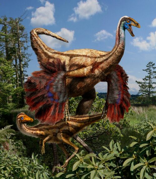 A reconstruction of Ornithomimus edmontonicus.
