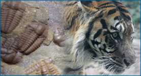 Image of fossils on the left that fades into a photo of a tiger.