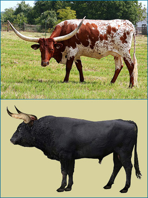 A Texas Longhorn (top) and a museum reconstruction of its extinct ancestor, the aurochs. The images are not to scale.