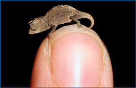 A juvenile of Brookesia micra, the smallest of the new chameleon species, stands on the tip of a finger.