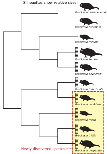 Evolutionary trees showing relative sizes of various chameleon species, emphasizing the newly discovered species.