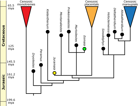Tree showing evolution of evolution of Cenozoic monotremes, Cenozoic placentals, and Cenozoic marsupials throughout Jurassic and Cretaceous periods.