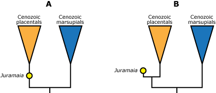 Illustration showing difference between Juramaia as a direct ancestor or as a close cousin. 