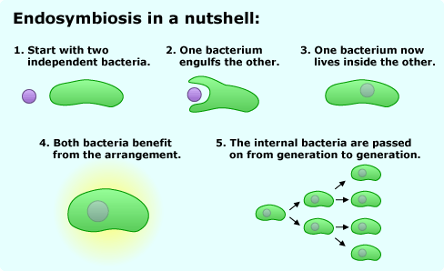 Illustration explaining process of endosymbiosis.