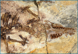 Juramaia sinensis fossil.