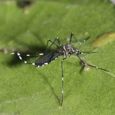 The mosquito Aedes aegypti.