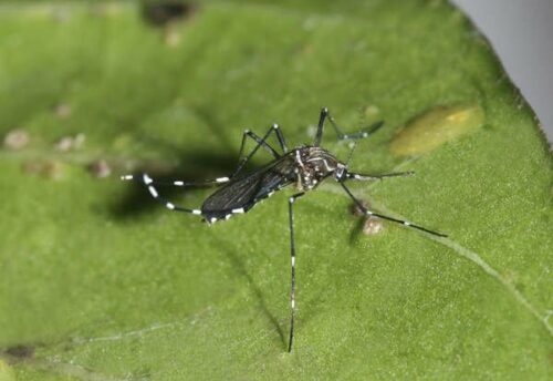 The mosquito Aedes aegypti.