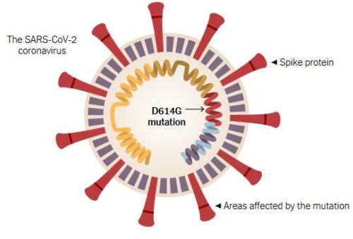 An illustration of the SARS-CoV-2 Coronavirus.