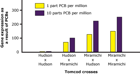 Graph showing Tomcod crosses on x-axis and gene expressions as a result of PCBs on y-axis. 